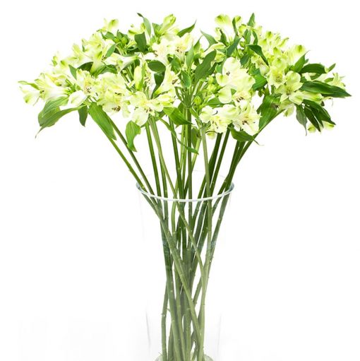 Alstroemeria - Green