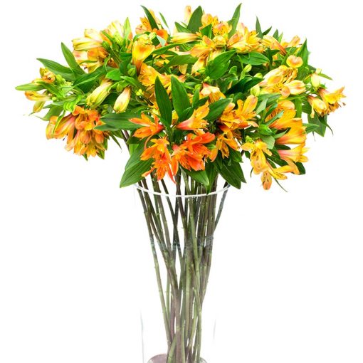 Alstroemeria - Orange