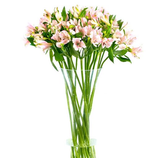 Alstroemeria - Pink