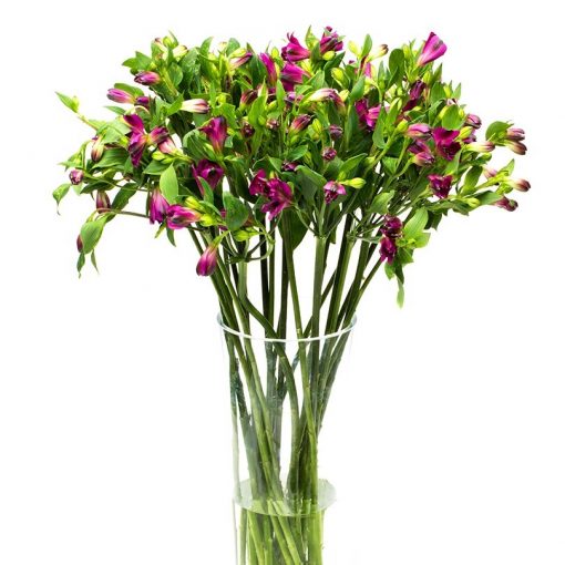 Subscription Flowers - Alstroemeria - Peruvian Lily - Image 5