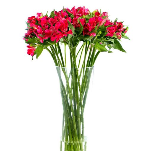 Alstroemeria - Red