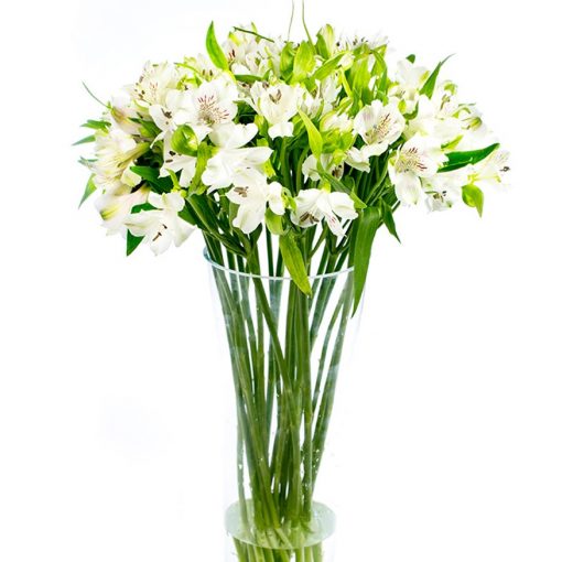 Alstroemeria - White