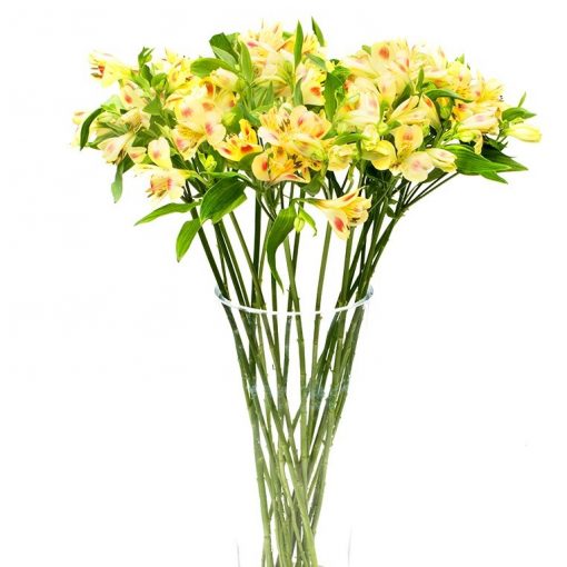 Subscription Flowers - Alstroemeria - Peruvian Lily - Image 2