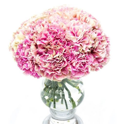 Subscription Flowers - Carnations