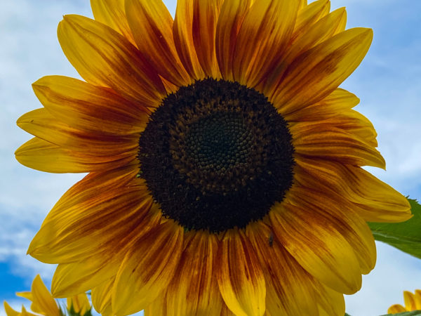 Sunflower Bouquets