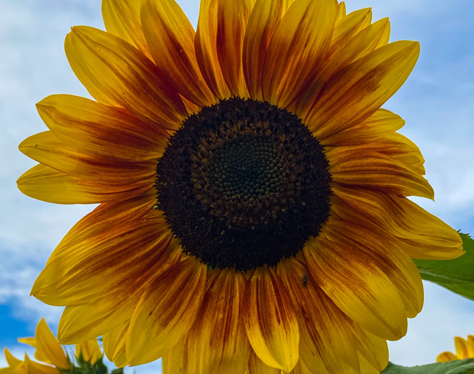 Sunflower Bouquets