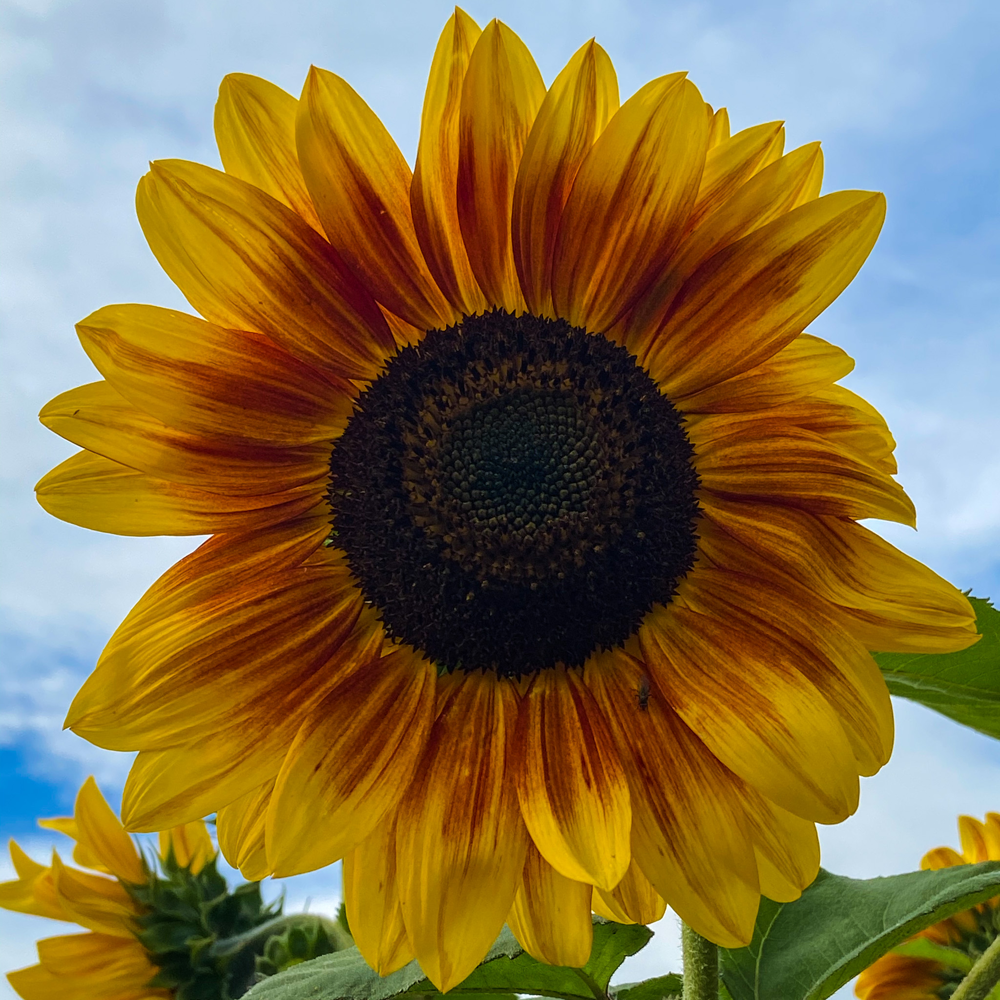 Sunflower Bouquets