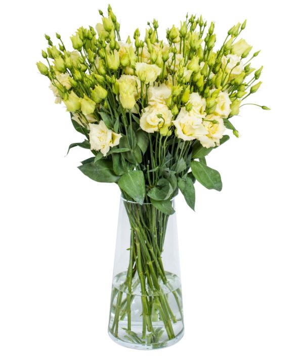 LISIANTHUS - ALISSA YELLOW