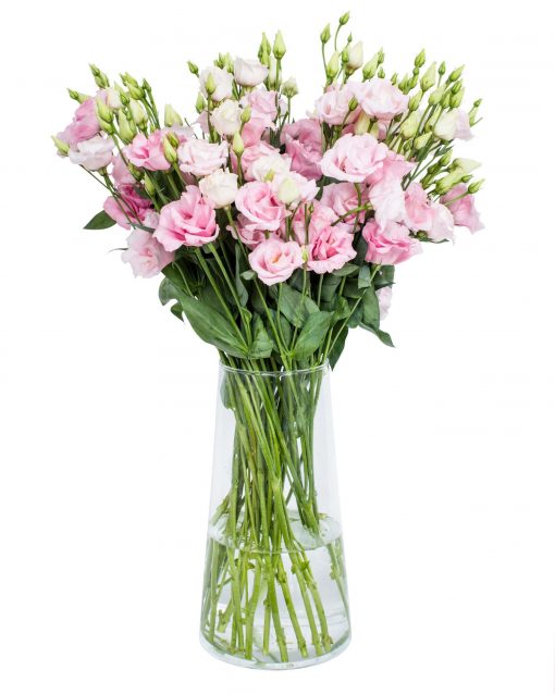 Lisianthus - Arena Light Pink