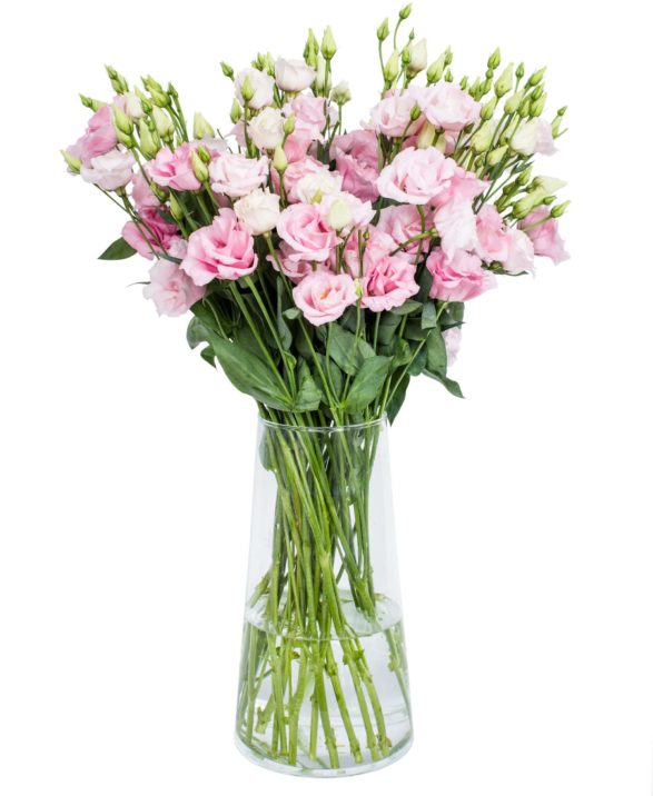 LISIANTHUS - ARENA LIGHT PINK