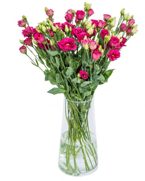 Lisianthus - Arosa Red