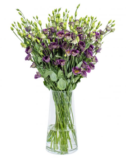 Lisianthus - Bohemian Black Violet