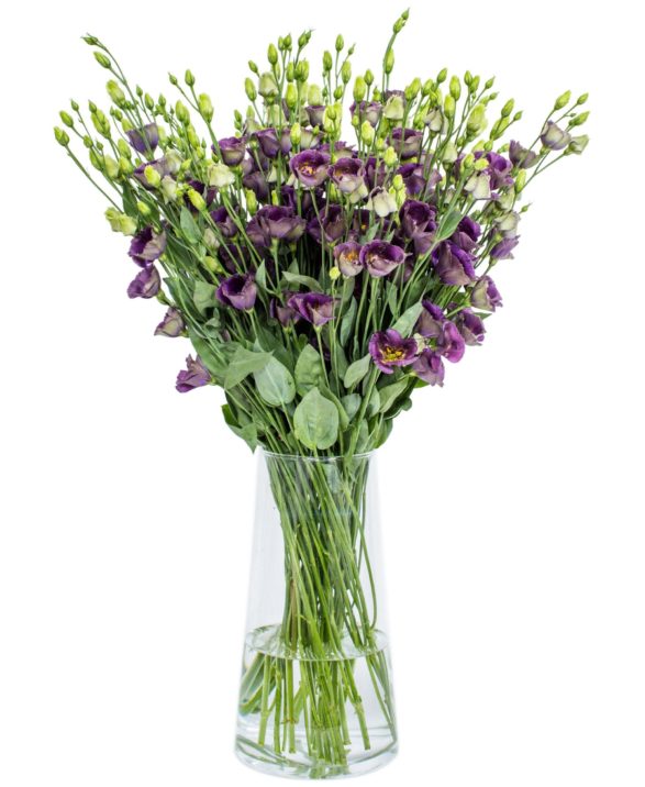 LISIANTHUS - BOHEMIAN BLACK VIOLET