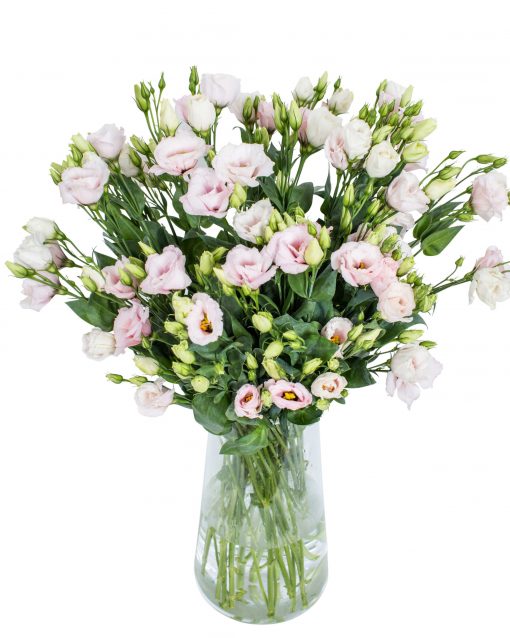 Lisianthus - Corelli Light Pink