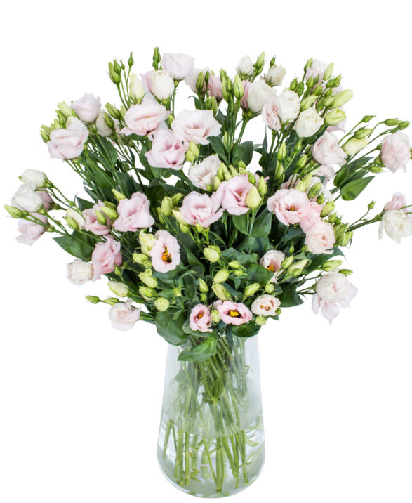 LISIANTHUS - CORELLI LIGHT PINK