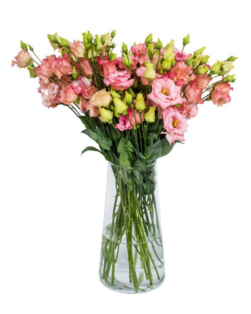 Lisianthus - Falda Salmon