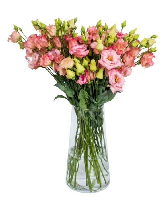 LISIANTHUS - FALDA SALMON