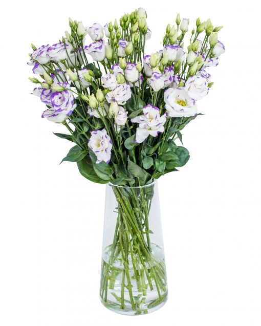 Lisianthus - Picco Blue Rim