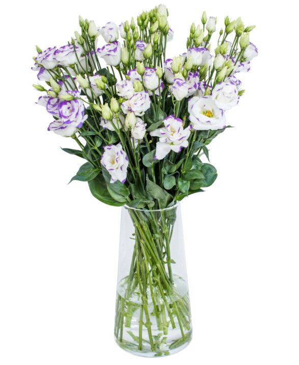 LISIANTHUS - PICCO BLUE RIM