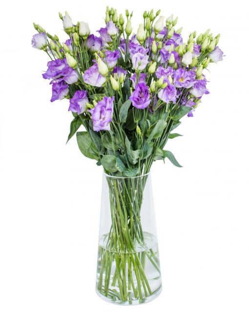 Lisianthus - Picco Violet