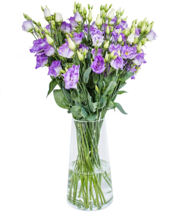 LISIANTHUS - PICCO VIOLET