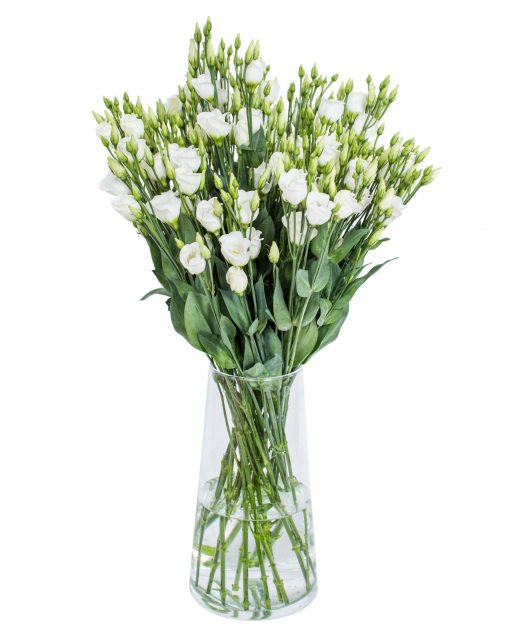 Lisianthus - Picco White