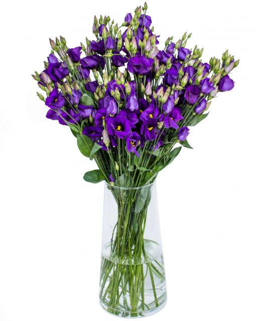 Lisianthus - Rossi Blue