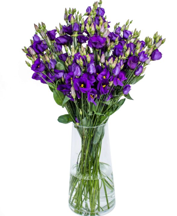 LISIANTHUS - ROSI BLUE