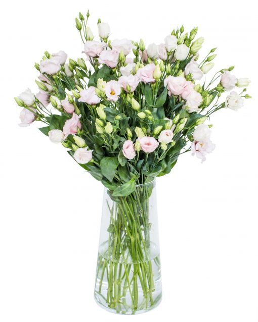 Lisianthus - Rossi Green