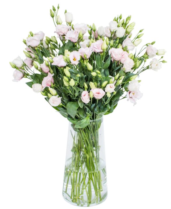 LISIANTHUS - ROSI ROSE PINK