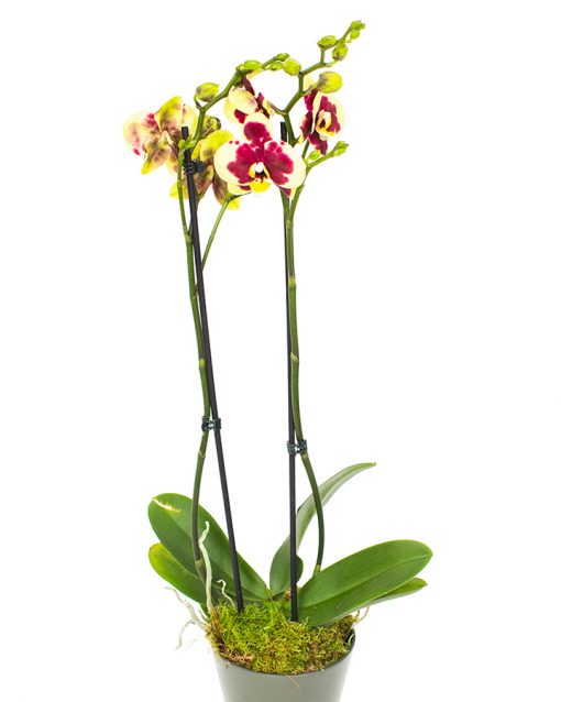 Phalaenopsis Orchid - Sun Yellow & Ruby Red