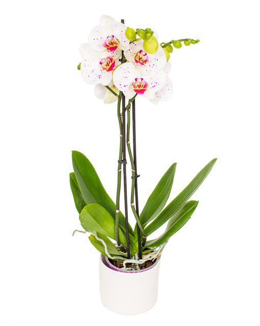 Phalaenopsis Orchid - Soft White & Light Pink Dots