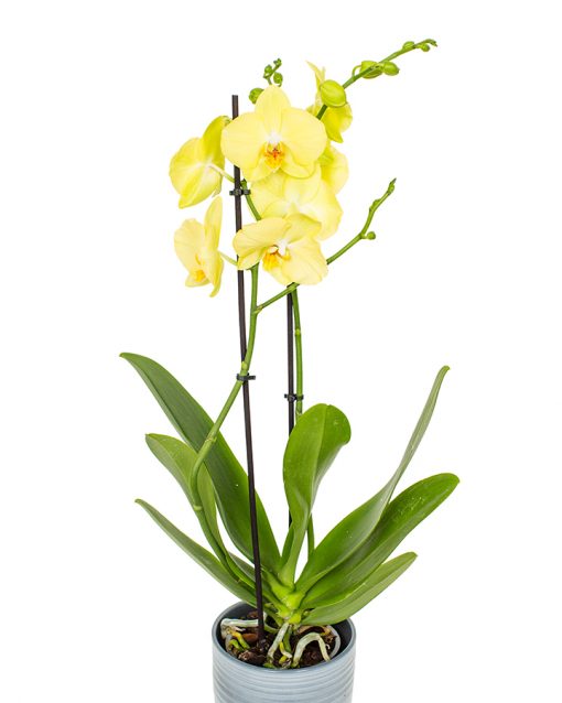 Phalaenopsis Orchid - Butter Yellow & White Eyes