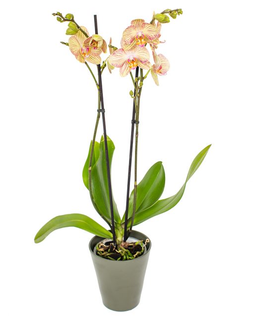 Phalaenopsis Orchid - Yellows & Pinks