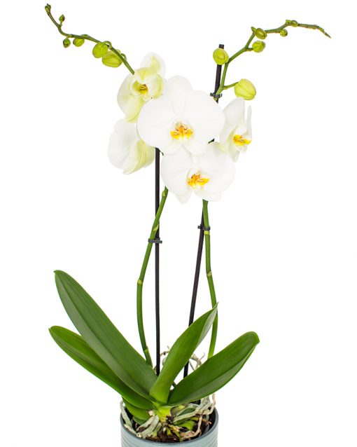 Phalaenopsis Orchid - Soft White & Yellow Eyes