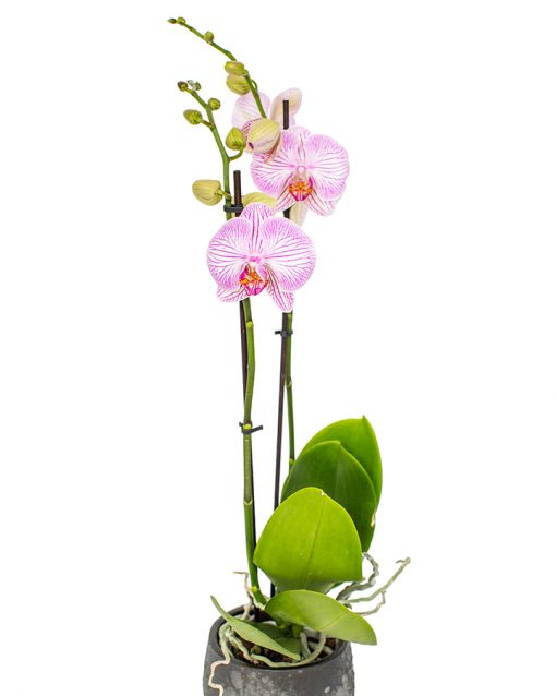 Phalaenopsis Orchid - Light Pink