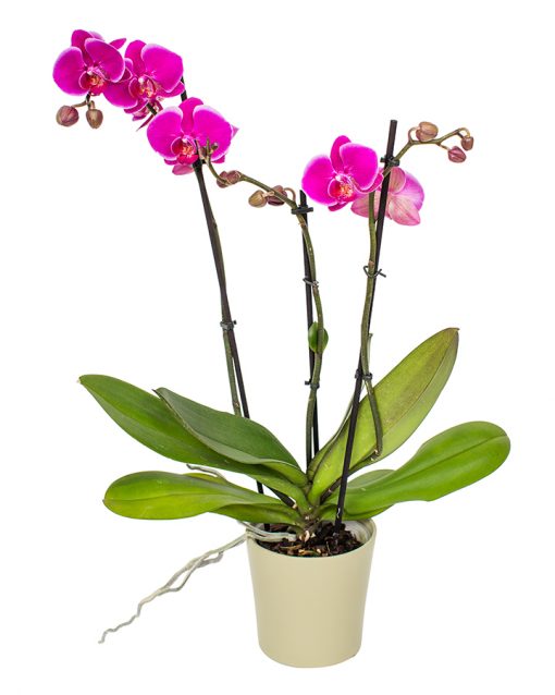 Phalaenopsis Orchid - Cerise Pink