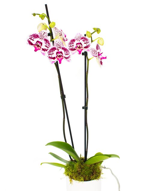 Phalaenopsis Orchid - Purple & White