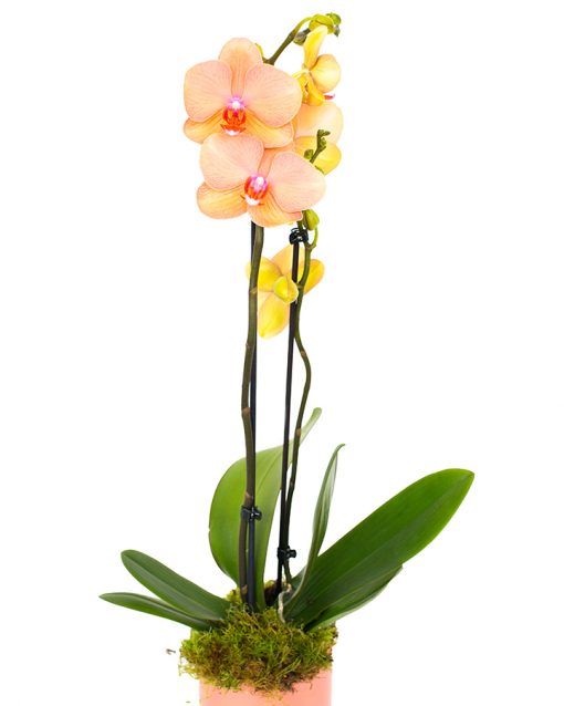 Phalaenopsis Orchid - Soft Peach