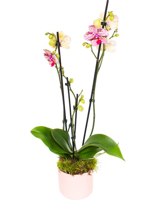 Phalaenopsis Orchid - Pink, Red & Yellow