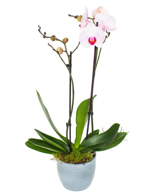 Phalaenopsis Orchid - Soft White & Pink