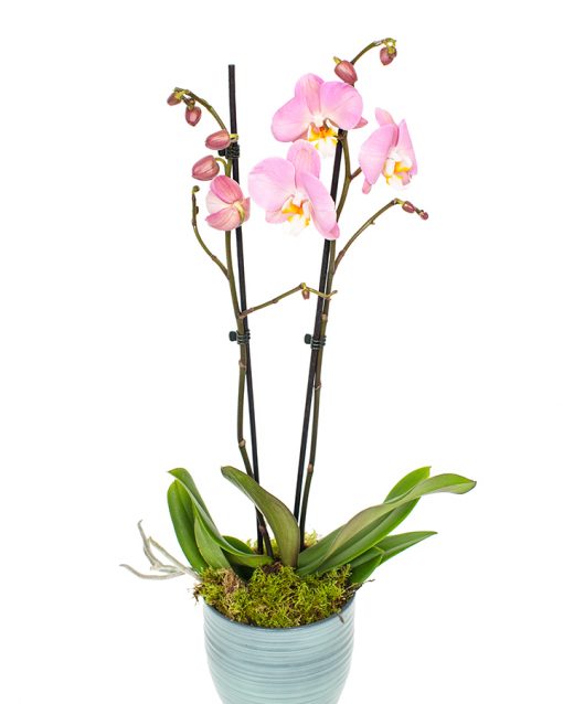 Phalaenopsis Orchid - Light Pink & Sun Yellow Eyes