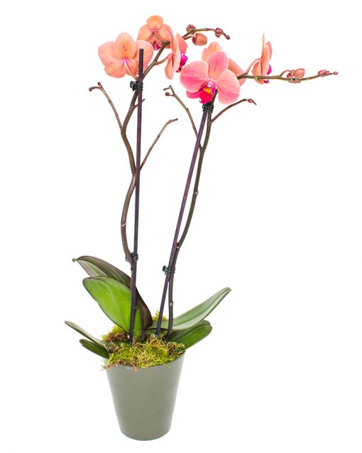 Phalaenopsis Orchid - Peachy Pink