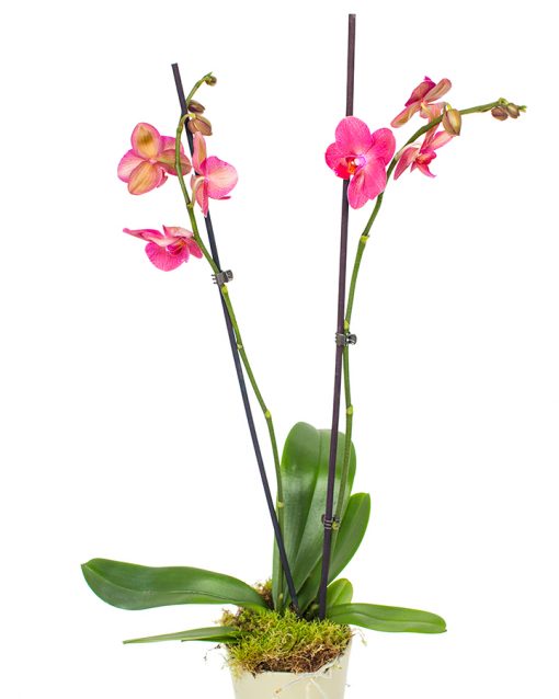 Phalaenopsis Orchid - Bright Pink