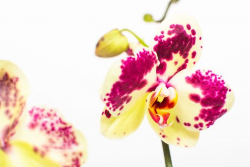 Phalaenopsis Orchid Bouquets - Image 17