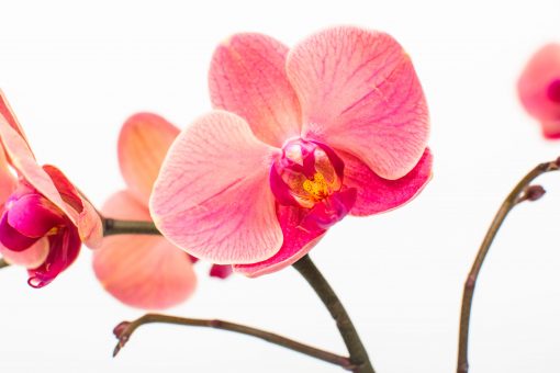 Phalaenopsis Orchid Bouquets - Image 16