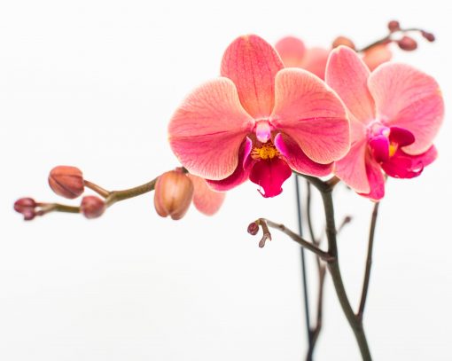 Phalaenopsis Orchid Bouquets - Image 9