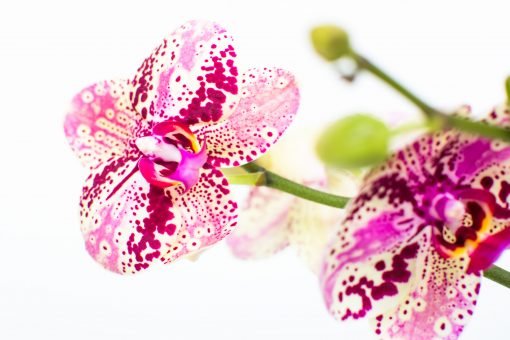 Phalaenopsis Orchid Bouquets - Image 15