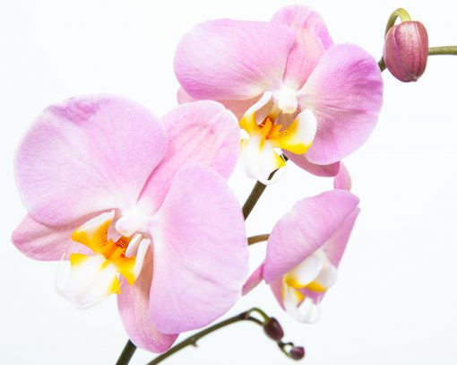 Phalaenopsis Orchid Bouquets - Image 8