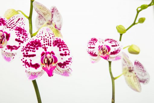 Phalaenopsis Orchid Bouquets - Image 21